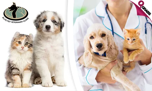 Shield your Pet with a Vaccination & Consultation!